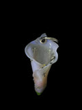 Beige Pierce Calla Lily with Silver hardware