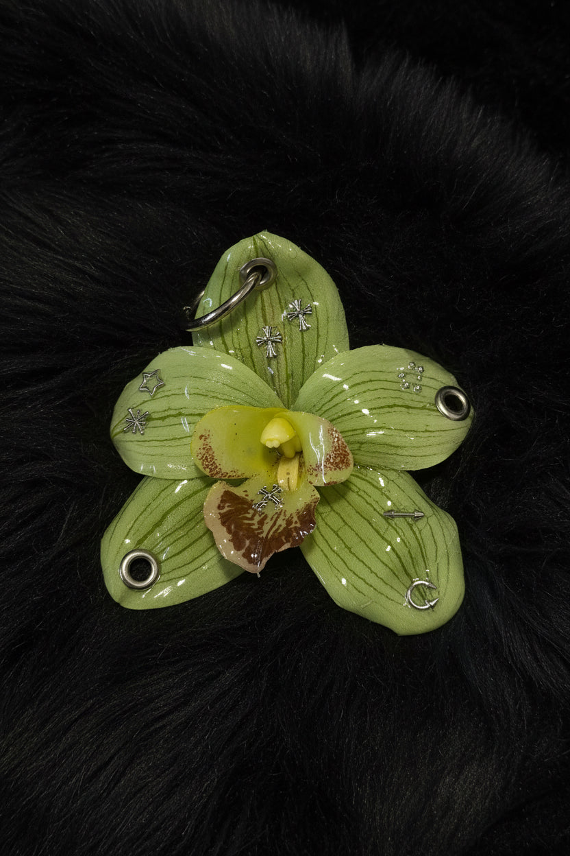 Green Pierced Orchid